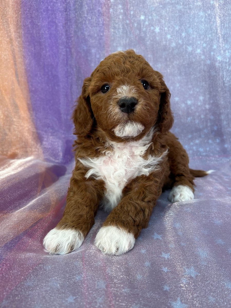 Dark Red Male Bichon Poodle Puppy DOB 1-15-2025 $950 